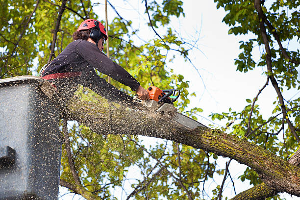 Professional Tree Care in South Pottstown, PA